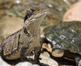 Symbio Wildlife Park - Holiday Great Ocean Road 3