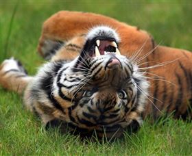 Symbio Wildlife Park - Holiday Great Ocean Road 6