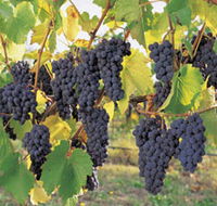 Hills Short Wine and Food Trail - Holiday Great Ocean Road