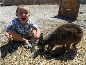 Animal Farm Goolwa - Holiday Great Ocean Road 0