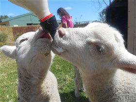 Animal Farm Goolwa - Holiday Great Ocean Road 1