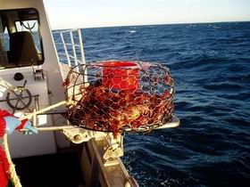 Lacepede Seafood - Holiday Great Ocean Road 1