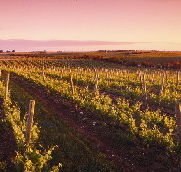 Ralph Fowler Wines - Holiday Great Ocean Road