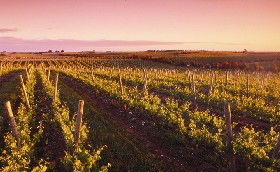 Ralph Fowler Wines - Holiday Great Ocean Road 0