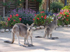 The Pioneer Settlement - Holiday Great Ocean Road 5