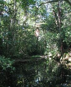 Wabunga Wayemba (Charmillan Creek Walking Track) - Holiday Great Ocean Road 0