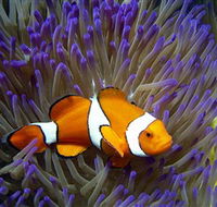 Reef HQ Aquarium - Holiday Great Ocean Road