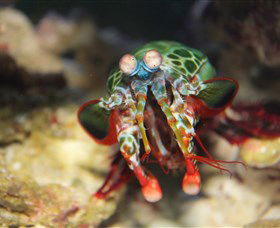 Reef HQ Aquarium - Holiday Great Ocean Road 3