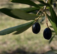 Red Rock Olives