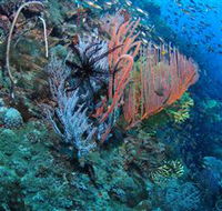 SS Yongala Dive Site - Holiday Great Ocean Road