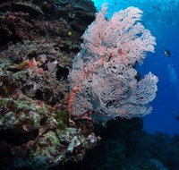 Barracuda Bommie Dive Site - Holiday Great Ocean Road