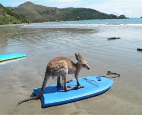 Cape Hillsborough National Park - Holiday Great Ocean Road 1