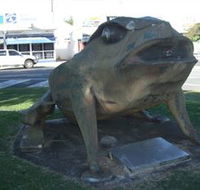 Big Cane Toad - Holiday Great Ocean Road
