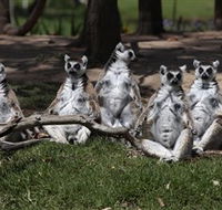 Savannah Visitor Plaza Taronga Western Plains Zoo Dubbo - Holiday Great Ocean Road