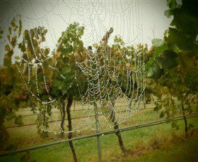 Red Earth Estate Vineyard - Holiday Great Ocean Road 8