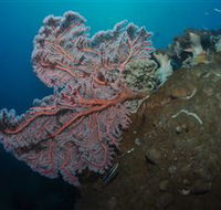 Luncheon Bay Dive Site