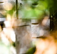 Bees on Keswick Island