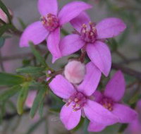 Self Drive Geology and Nature Trails - Holiday Great Ocean Road