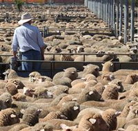 Livestock Marketing Centre - Holiday Great Ocean Road
