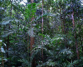 Kutini-Payamu (Iron Range) National Park (CYPAL) - Holiday Great Ocean Road 2