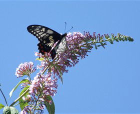 Albury Botanic Gardens - Holiday Great Ocean Road 5
