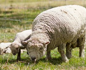 Short Sheep Micro-Winery - Holiday Great Ocean Road 6