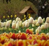 Tulip Top Gardens - Holiday Great Ocean Road
