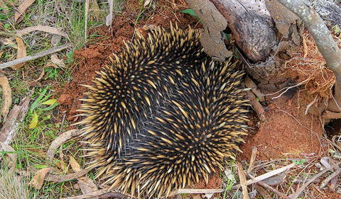 Wombeyan Waterfall Walking Track - Holiday Great Ocean Road 2