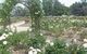 Victoria Park Rose Garden - thumb 0