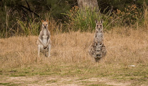Mann River Nature Reserve - Holiday Great Ocean Road 1