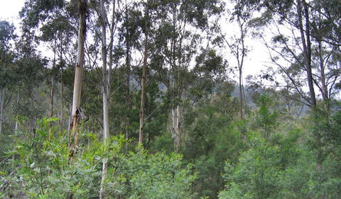 Bangadilly National Park - Holiday Great Ocean Road 1