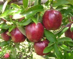 Top 40 Orchard - Holiday Great Ocean Road 0
