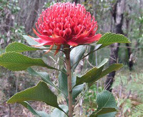 Olney State Forest - Watagan Mountains - Holiday Great Ocean Road 1