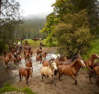 Glenworth Valley Horse Riding - Holiday Great Ocean Road