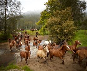 Glenworth Valley Horse Riding - Holiday Great Ocean Road 0