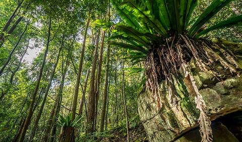 Palm Grove Nature Reserve - Holiday Great Ocean Road 1