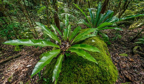 Palm Grove Nature Reserve - Holiday Great Ocean Road 2