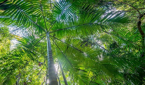 Palm Grove Nature Reserve - Holiday Great Ocean Road 3