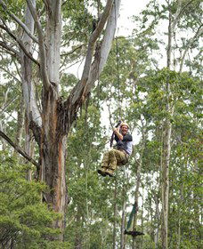 TreeTop Adventure Park Central Coast - Holiday Great Ocean Road 2