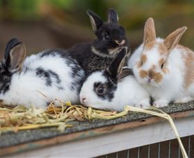Amazement Farm And Fun Park / Cafe And Farmstay Accommodation - Holiday Great Ocean Road 2