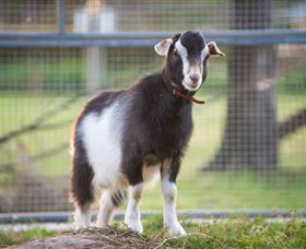 Amazement Farm And Fun Park / Cafe And Farmstay Accommodation - Holiday Great Ocean Road 3