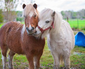 Amazement Farm And Fun Park / Cafe And Farmstay Accommodation - Holiday Great Ocean Road 5