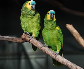 Amazement Farm And Fun Park / Cafe And Farmstay Accommodation - Holiday Great Ocean Road 7
