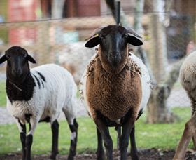 Amazement Farm And Fun Park / Cafe And Farmstay Accommodation - Holiday Great Ocean Road 4