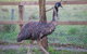 Amazement Farm And Fun Park / Cafe And Farmstay Accommodation - thumb 6