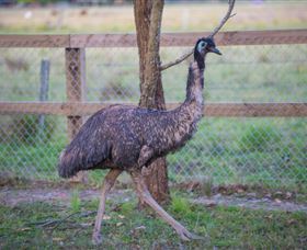 Amazement Farm And Fun Park / Cafe And Farmstay Accommodation - Holiday Great Ocean Road 6