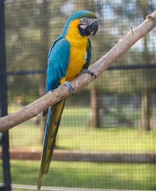 Amazement Farm And Fun Park / Cafe And Farmstay Accommodation - Holiday Great Ocean Road 8