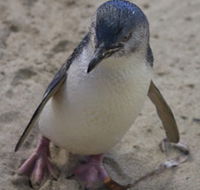 Penguin Island Boardwalks and Walk Trail
