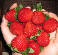 The Strawberry Farm - Holiday Great Ocean Road