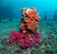 HMAS Brisbane Dive Site - Holiday Great Ocean Road